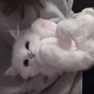 🐾 7e7c61ee mèo, mèo con, trắng, mềm mại, dễ thương, thú cưng, động vật telegram sticker