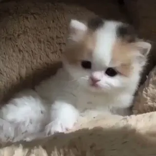 🐾 9cf31e80 mèo con, mèo, dễ thương, động vật, thú cưng, vật nuôi telegram sticker