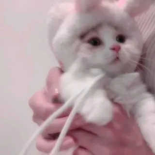 🐾 a6d6eb01 mèo, tai thỏ, dễ thương, động vật, thú cưng telegram sticker