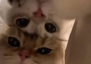 🐾 bc12e5cf mèo, mèo con, mèo nhỏ, thú cưng, vật nuôi, dễ thương telegram sticker