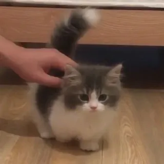 🐾 c33753fd mèo, mèo con, thú cưng, dễ thương, động vật, nhà, động vật có vú telegram sticker