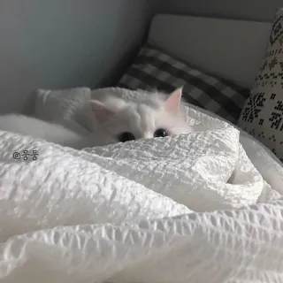 🐾 e3cce6cc 뚱뚱 mèo, mèo trắng, mèo con, dễ thương, mắt, chăn, thú cưng, động vật telegram sticker