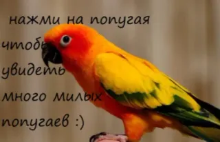 🦜 235225ab нажми на попугая
чтобы
увидеть
много милых
попугаев :) papagaio, pássaro, fofo, animal, laranja, amarelo telegram sticker