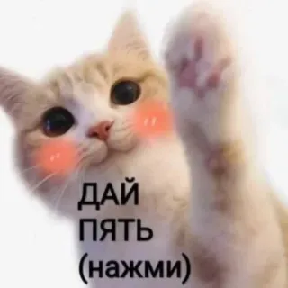 🖐 6c485719 ДАЙ ПЯТЬ (нажми) gato, toca aqui, animal, fofo, texto russo, animal de estimação telegram sticker