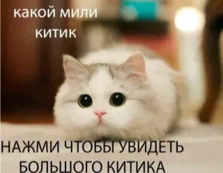 😺 786d4ccc какой мили китик
нажми чтобы увидеть большого китика gato, gatinho, fofo, animal, animal de estimação, meme telegram sticker