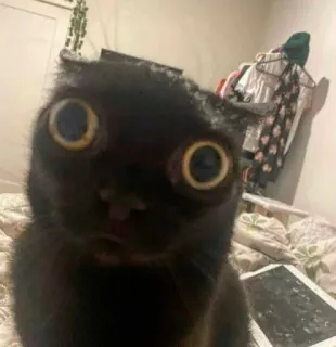 😳 103b5f51 gato, gato preto, fofo, animal, animal de estimação, engraçado, olhos, gato doméstico telegram sticker