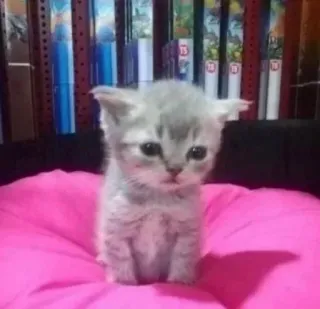 🥺 43bbd51b gatinho, gato, gato cinza, animal de estimação, animal, fofo, animal doméstico telegram sticker