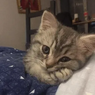 🥺 5486c9a7 gatinho, gato, animal, animal de estimação, fofo, doméstico, felino telegram sticker