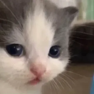 🥺 7258aba3 gato, gatinho, animal de estimação, animal, fofo, felino, gato doméstico telegram sticker