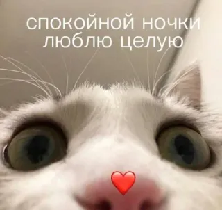 🥺 72743858 спокойной ночки люблю целую gato, boa noite, amor, beijo, fofo, animal telegram sticker