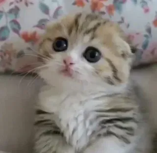 😨 b3ade85a gatinho, gato, fofo, animal, animal de estimação, gato doméstico, mamífero, felino telegram sticker