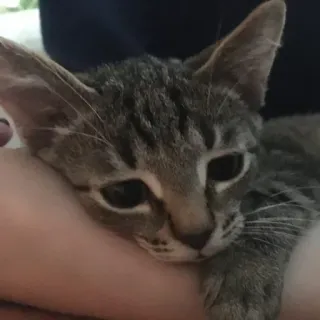 🥺 bb96344f gato, gatinho, animal, animal de estimação, fofo, tigrado, gato doméstico telegram sticker