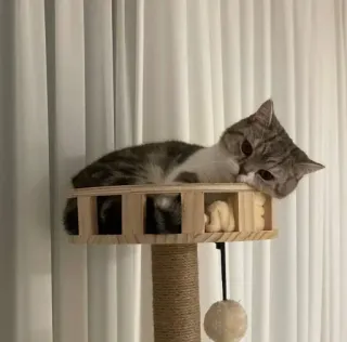 🥺 cc48712a gato, animal de estimação, animal, gatinho, árvore para gatos, gato doméstico telegram sticker