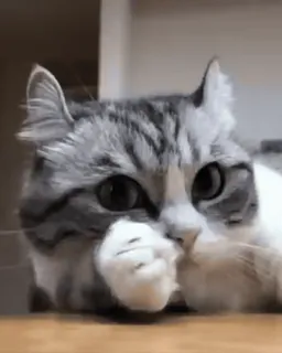 😳 010aef05 gato, lindo, animal, mascota, felino telegram sticker