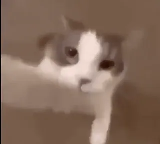 😀 1a8217d4 gato, animal, mascota, lindo telegram sticker