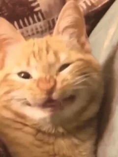 😆 531793a0 gato, gatito, animal, naranja, mascota, lindo telegram sticker