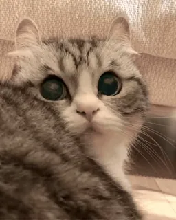 Fav. Stickers telegram stickers