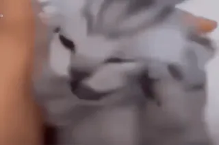 🤯 6aae91ea gato, gatito, mascota, animal, lindo telegram sticker