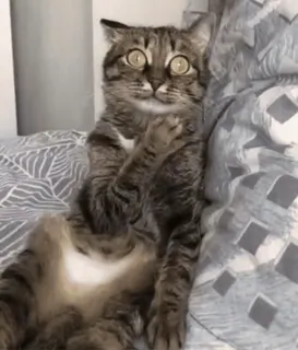 😳 7f1e12b7 gato, animal, mascota, atigrado, divertido, sorprendido telegram sticker