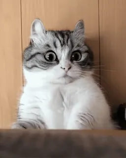 😳 96b82a3a gato, animal, lindo, mascota, mamífero telegram sticker