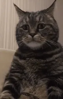 😞 9b1b5cbc gato, mascota, animal, animal doméstico, felino telegram sticker