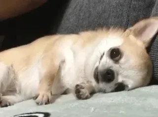 🐩 0f95b23e chó, chihuahua, động vật, thú cưng, dễ thương, chó nhỏ telegram sticker