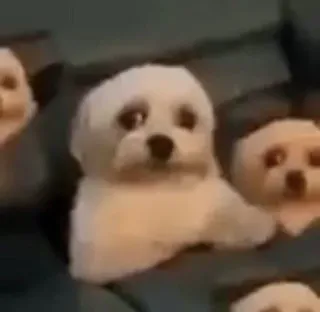 🐩 2c6f2bee chó, trắng, dễ thương, chó con, động vật, thú cưng telegram sticker