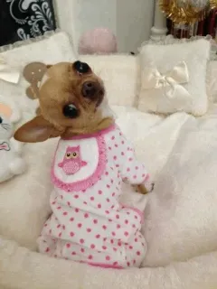 🐩 3a24f4a5 chó, chihuahua, thú cưng, động vật, dễ thương, hóa trang, cú mèo, pijama telegram sticker