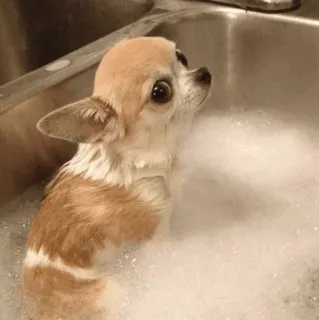 🐩 41151a24 chó, chihuahua, tắm, bong bóng, thú cưng, dễ thương, sạch sẽ telegram sticker