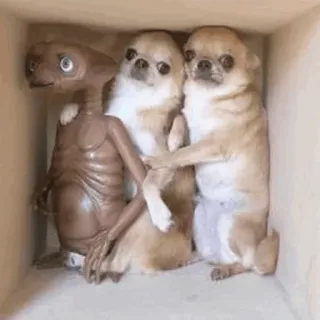 :𝗗𝗼𝗴| @yxxalone @pink_gng whatsapp stickers