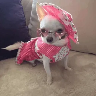 🐩 740044ba chó, chihuahua, hồng, thời trang, động vật, thú cưng, dễ thương telegram sticker