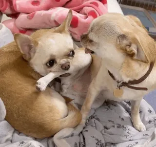 :𝗗𝗼𝗴| @yxxalone @pink_gng telegram stickers