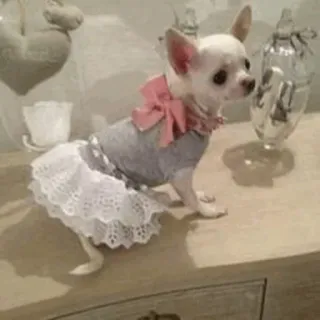 🐩 a61ac069 chó, chihuahua, váy, thú cưng, động vật, dễ thương, nơ telegram sticker