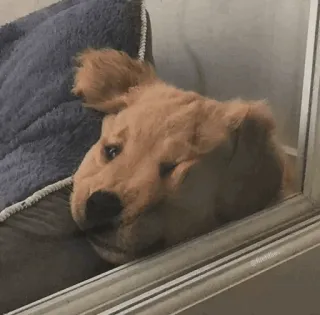 🐩 afd96074 chó, chó golden, động vật, thú cưng, buồn, cửa sổ telegram sticker