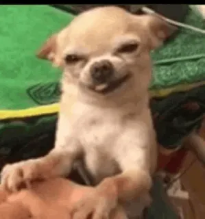 🐩 cd6da4ff chihuahua, chó, động vật, dễ thương, thú cưng telegram sticker