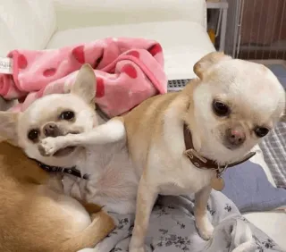 🐩 f3d02b93 chó, chihuahua, động vật, thú cưng telegram sticker