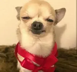 🐩 f9c8a257 chó, chihuahua, thú cưng, động vật, dễ thương telegram sticker