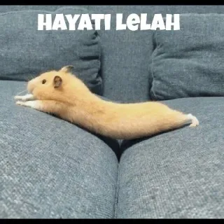 ❤️ 2fac19de HAYATI LELAH hamster, lelah, meme, hewan telegram sticker