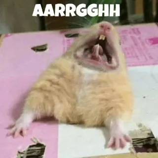 ❤️ 3621b348 AARRGGHH Hamster, Teriakan, Binatang, Meme, Lucu, Hewan pengerat telegram sticker