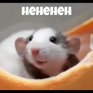 ❤️ 4e6c2457 НЕНЕНЕН tikus, binatang pengerat, hewan, meme, lucu, hewan peliharaan telegram sticker