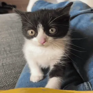 😼 1593a7e6 小猫, 猫, 宠物, 动物, 黑白, 可爱 telegram sticker