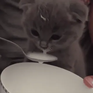 😋 19d21f31 猫, 小猫, 牛奶, 可爱, 动物, 喂养 telegram sticker