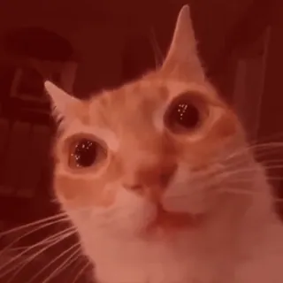 🙀 43cafb1b 猫, 动物, 宠物, 可爱, 表情包 telegram sticker