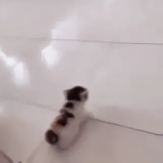 @emojis4 whatsapp stickers