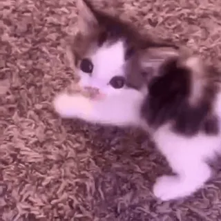 😺 7cd0aa67 小猫, 猫, 可爱, 动物, 宠物, 萌 telegram sticker