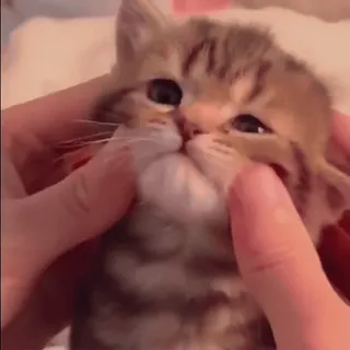 😸 7f63c80e 小猫, 猫, 可爱, 动物, 宠物, 家养 telegram sticker