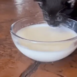 😺 867734a5 小猫, 猫, 牛奶, 动物, 宠物, 喝 telegram sticker