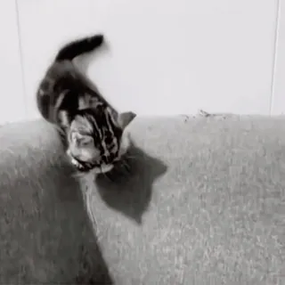 😺 86a39c4b 猫, 动物, 小猫, 宠物 telegram sticker