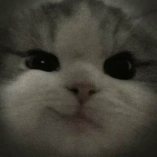 😼 892be7a2 猫, 可爱, 宠物, 动物, 小猫 telegram sticker