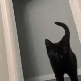 😾 8cf8acdf 猫, 黑猫, 动物, 家养动物, 宠物 telegram sticker